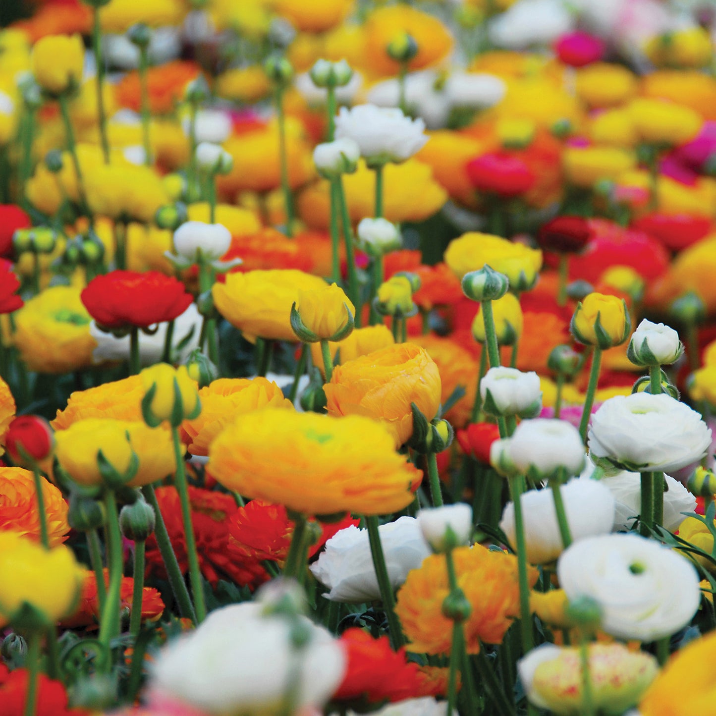 Mixed Ranunculus