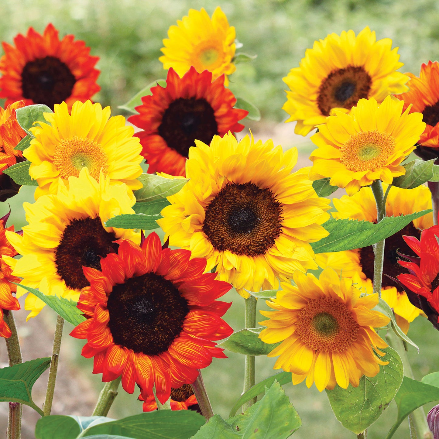 Sunflower Seed Mat