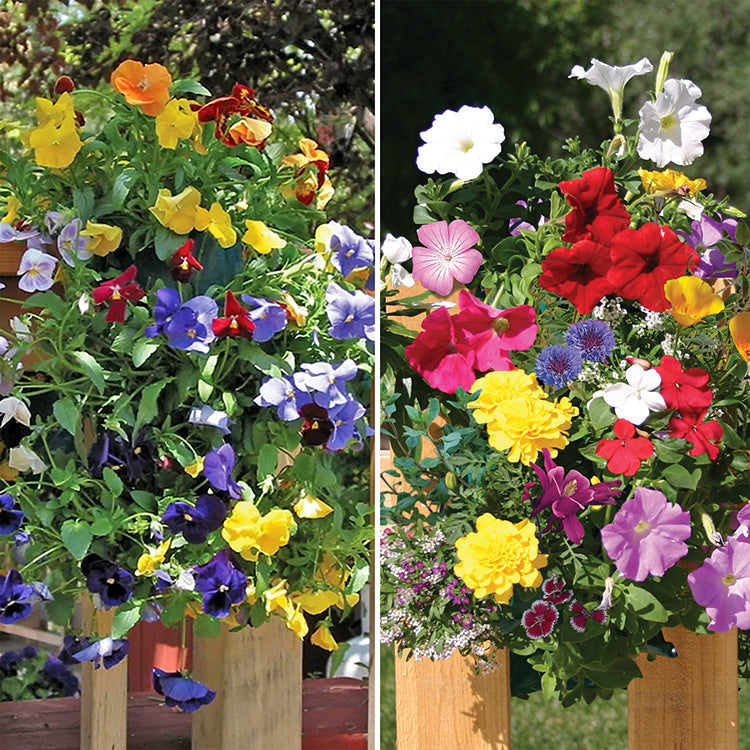 Sun-Loving Butterfly and Pansy Seed Kits