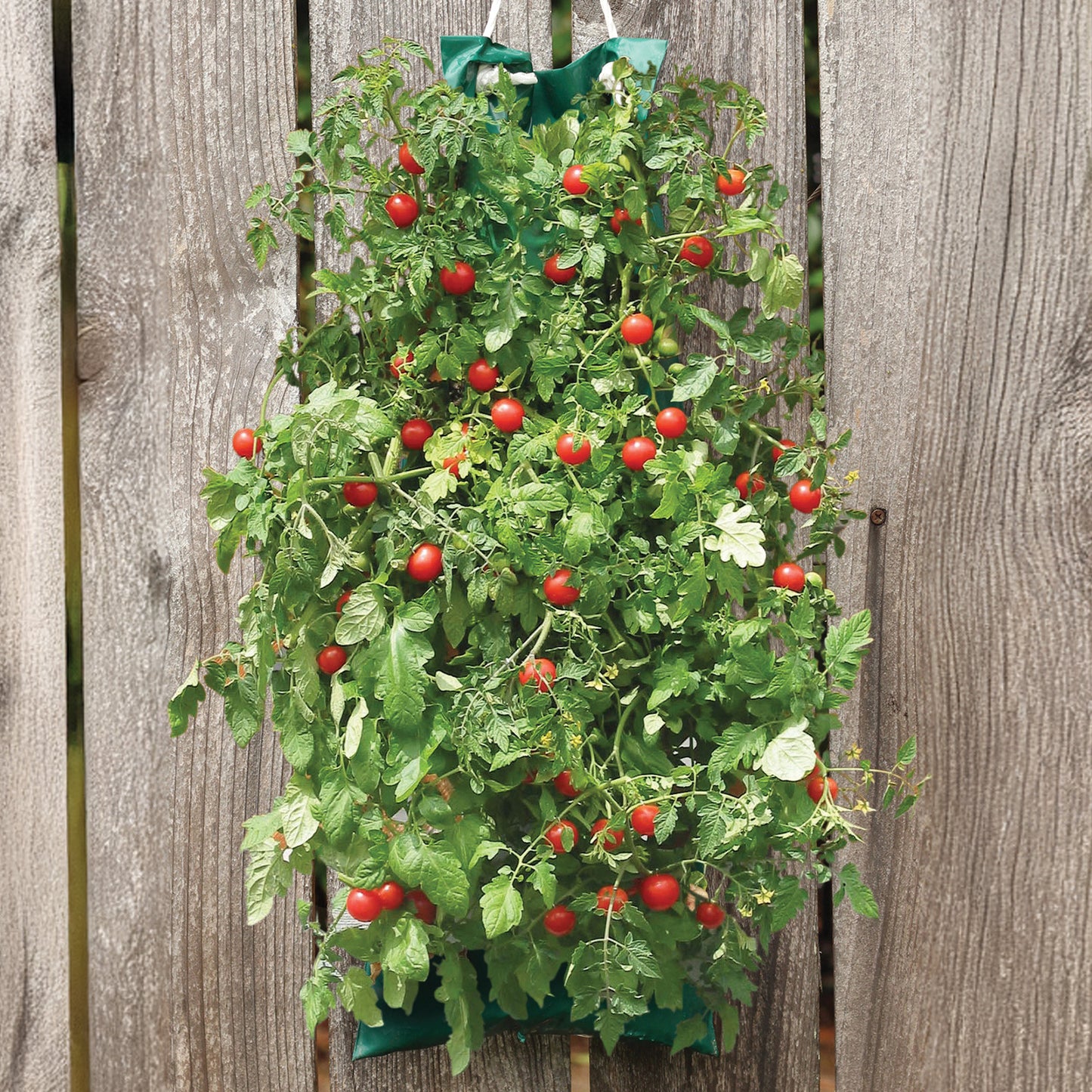 Cherry Tomato Hanging Kit