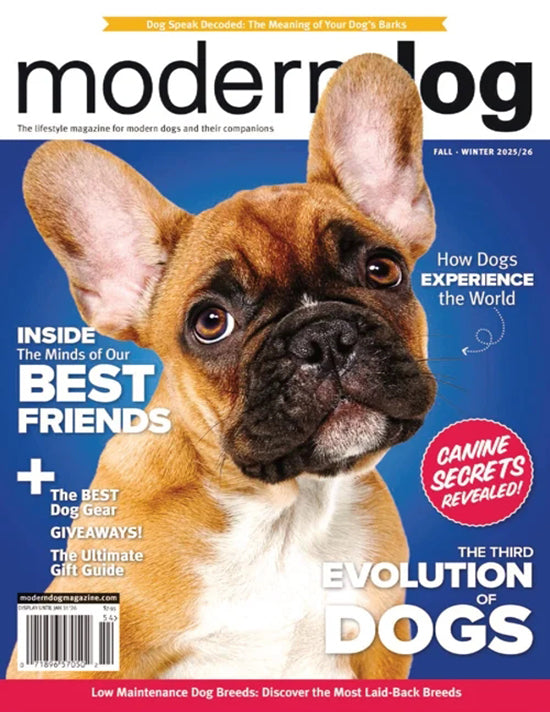 Modern Dog