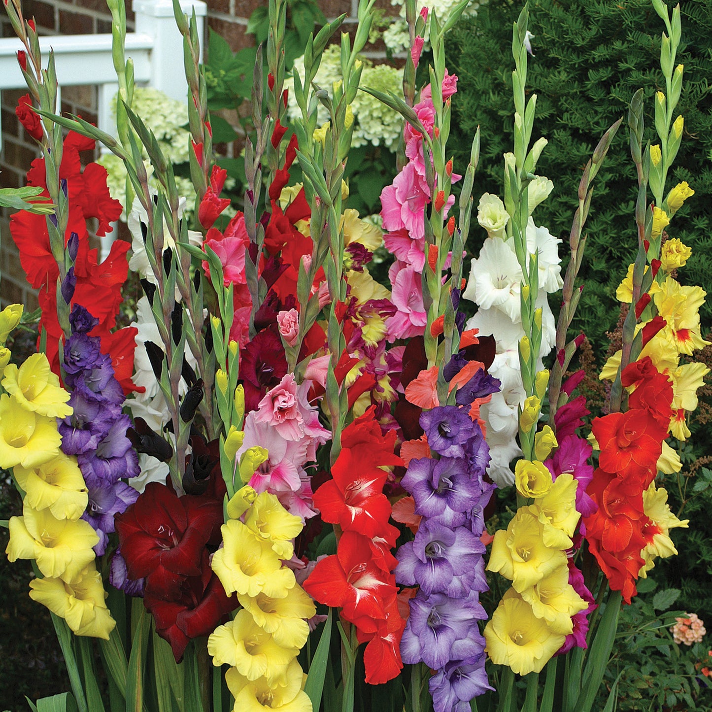Gladiolus Mix