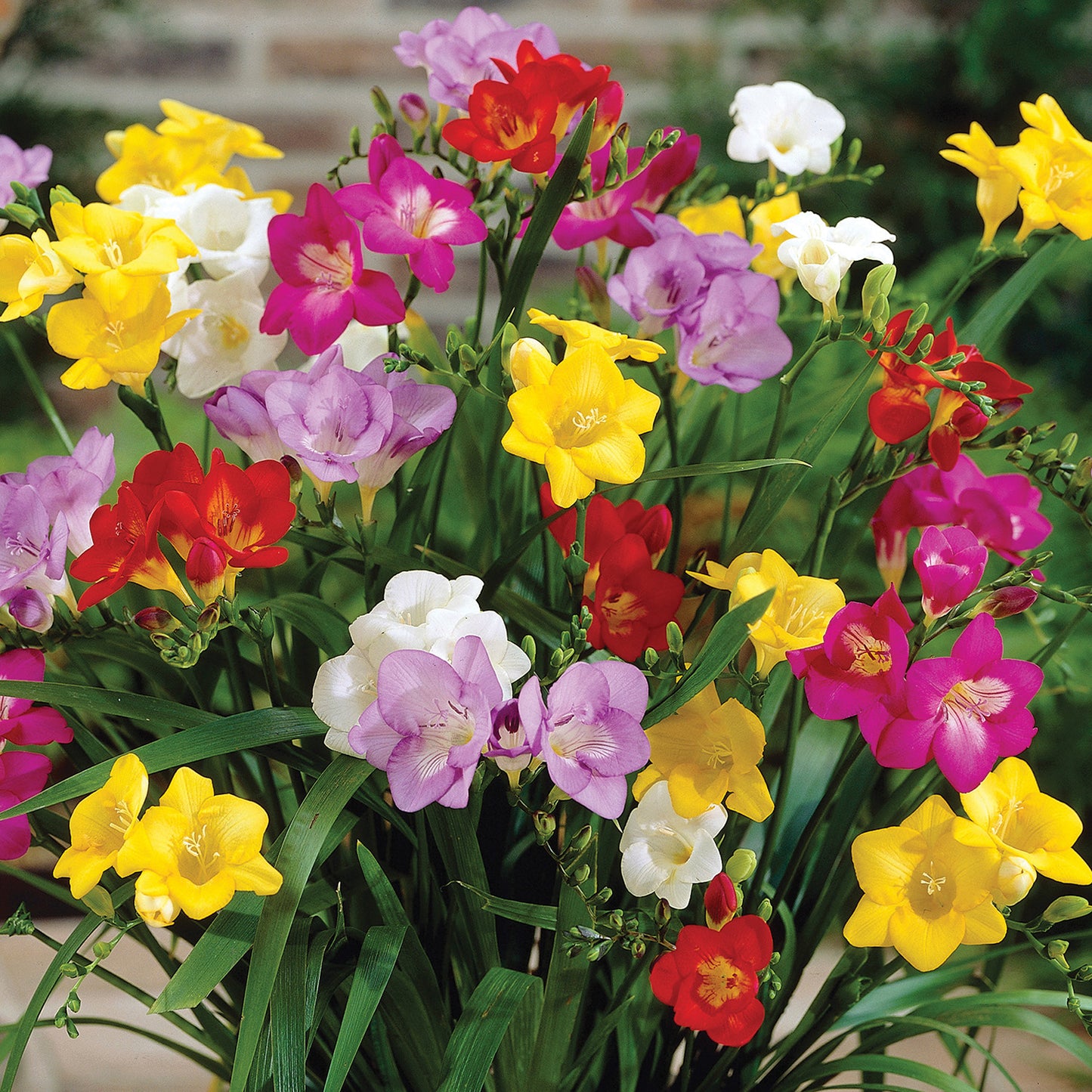 Mixed Freesia