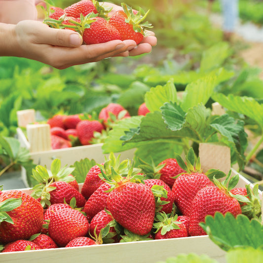 Everbearing Strawberries