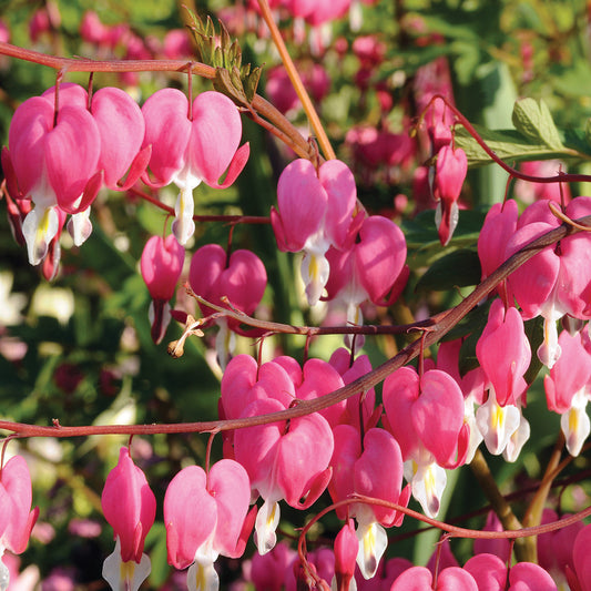 Bleeding Hearts