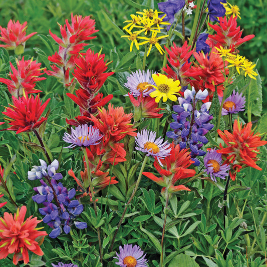 Hummingbird & Butterfly Garden Jumbo Seed Packet