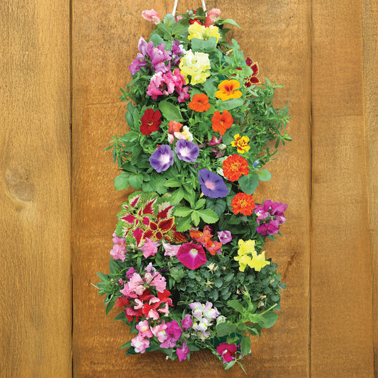 Hummingbird Hanging Seed Kit