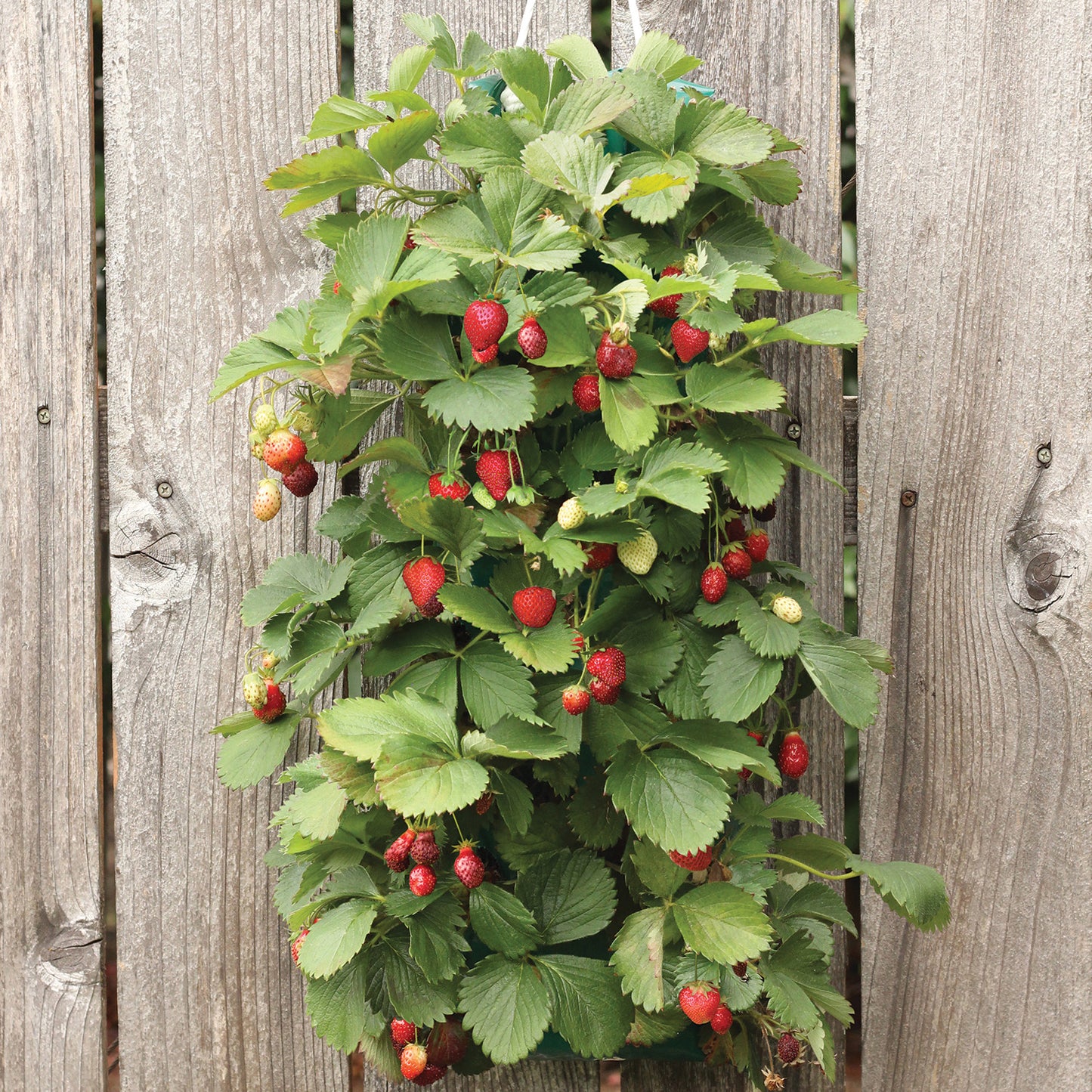 Strawberry Hanging Kit