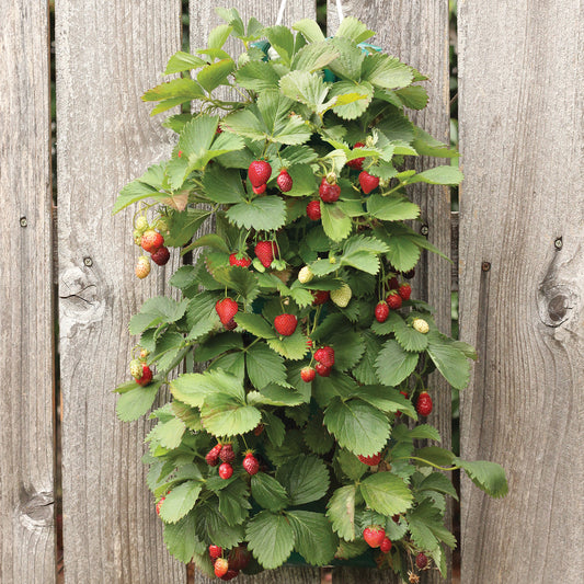 Strawberry Hanging Kit